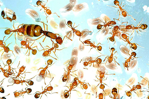 På bilden: arbetare, livmodern och ägg av inhemska myror
