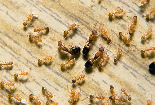 Faraos myror livmoder omringade av arbetare