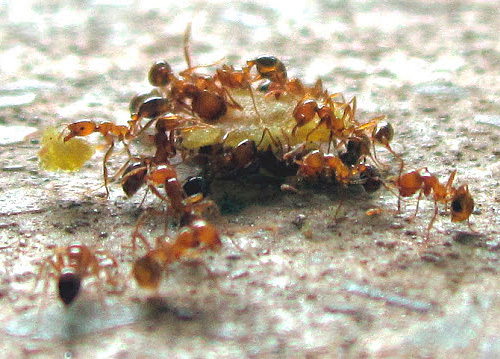 Faraos myr är allätande