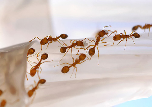 På jakt efter mat lägger myror periodiskt nya vägar