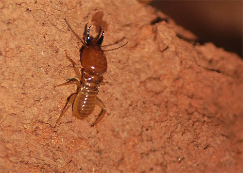 Termite resembles a bit of an ant, but its biology is closer to cockroaches