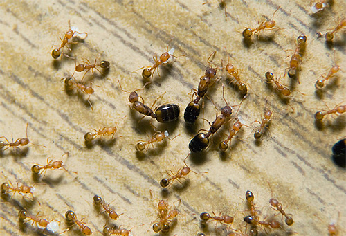 In the nest of pharaoh ants several queens can simultaneously exist