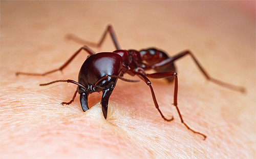 Stray ants can seriously bite a person