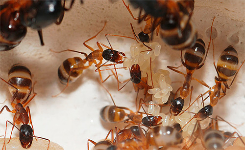 Om metoder för att hantera myror i lägenheten