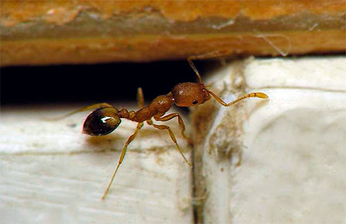 Också viktiga är förebyggande åtgärder mot återinträde av myror i en lägenhet.