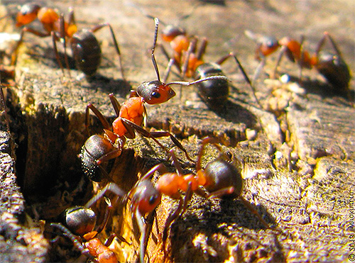 Vinter är ett viktigt steg i hela anthillens liv, så myrorna förbereder sig noga för det.