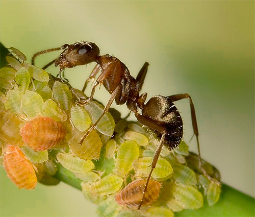 Ibland bär myrorna lammet under marken i deras anthill