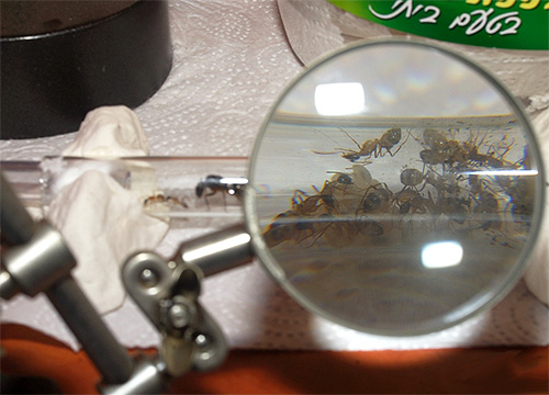 På exemplet på en hemmaantill är det bekvämt att titta på beredningen av myror för vintern