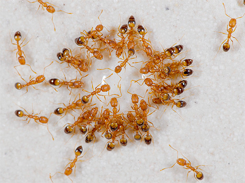 كيفية التخلص من النمل المنزل