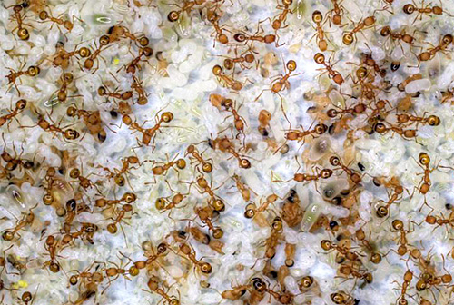 Arbeta myror tar med sig gelén i boet och kan förgifta livmodern