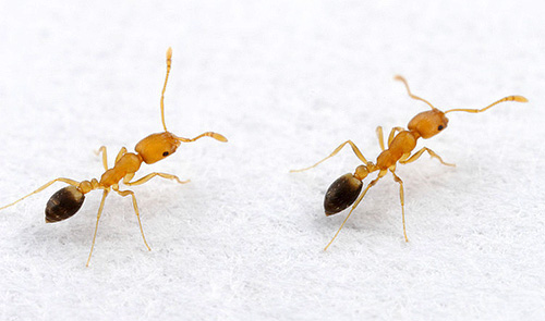 If ants are occasionally found in the house, it is helpful to take preventive measures.