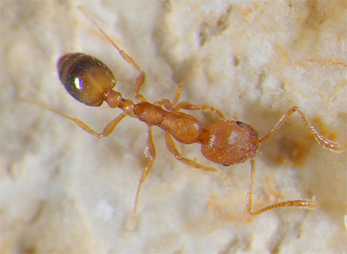 Inhemska myror kan bära patogener av farliga sjukdomar