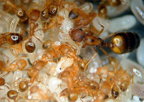 Fram till boet med livmodern förstörs kommer myrorna att återvända