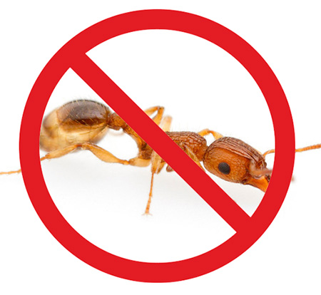 There are many ways to get rid of household ants