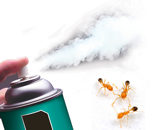 Today there are highly effective insecticidal aerosols that quickly destroy ants.