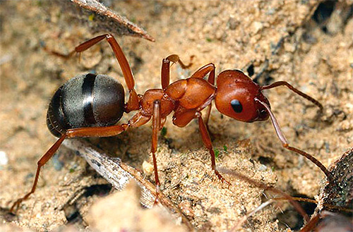 Understand how ants are able to find their way home to an anthill