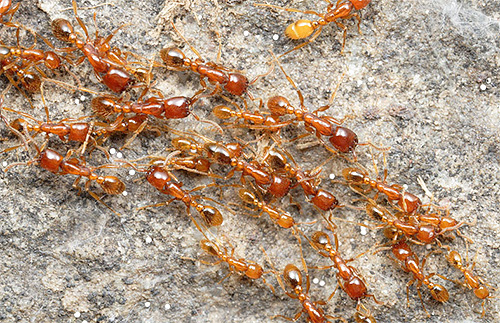 Ants use several orientation mechanisms at once.