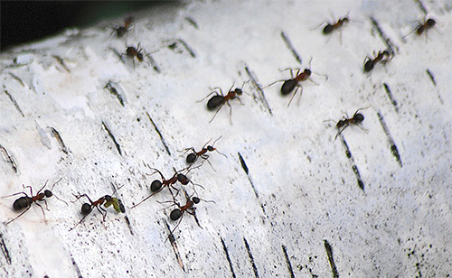 When finding the way home, all kinds of ants use chemical tags.