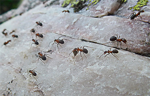 When moving, ants memorize elements of the landscape and landscape.