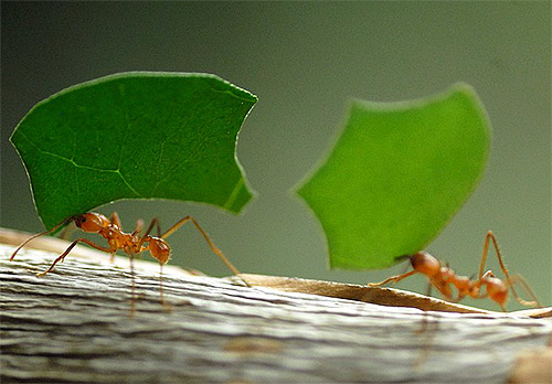 It is believed that in search of the way home ants are also guided by the magnetic field of the Earth.