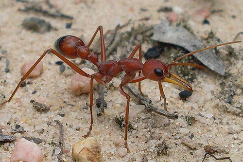 Experiments have shown that ants memorize the number of steps done.