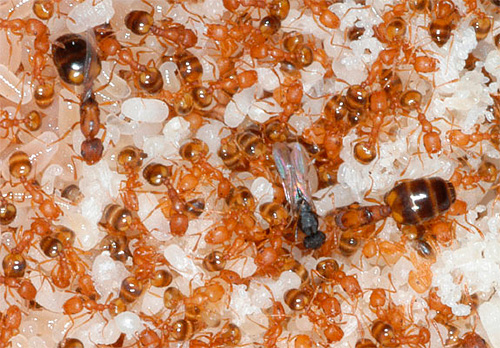 I kolonin av inhemska myror kommer en livmoders död att ersättas av en annan