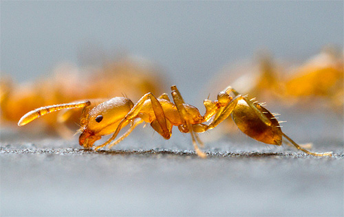 There are various methods of fighting ants in an apartment.