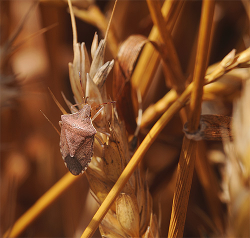 Bugs shchitniki mohou zaútočit a pěstovat obilniny