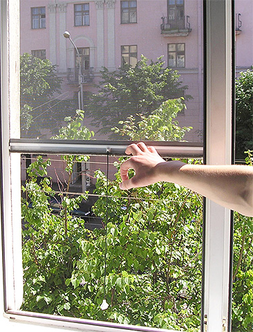 Síťky proti hmyzu na okně vám pomohou v boji s pronikáním dřeva v bytě