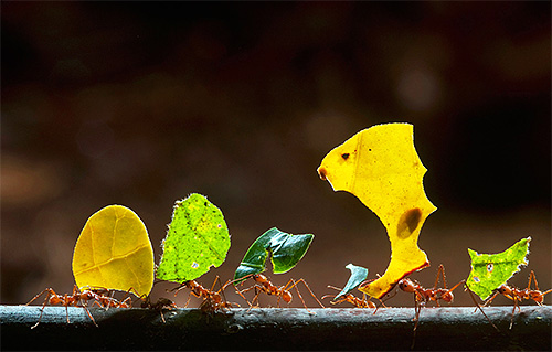 Leafcutter ants are known for their unusual abilities. Let's find out what?