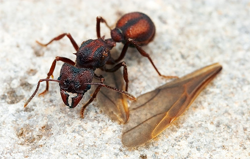 While feeding the first larvae, the female leaf cutter ants survive by eating their previously gnawed wings.