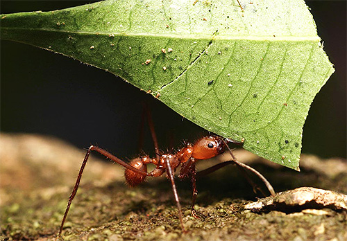 Leafcutter ants are apparently not remarkable, except for rather long legs