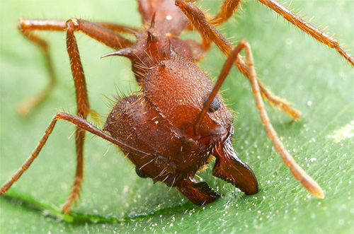 It is powerful jaws that allow these ants to bite off pieces of leaves.