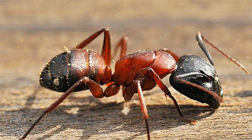 Find out which ants are especially dangerous for humans.