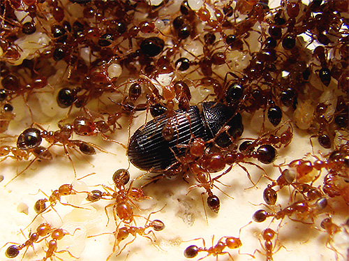 Fire ants are among the most dangerous