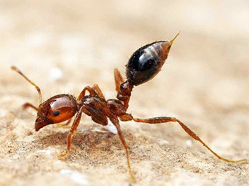 With the help of such a sting, a red fire ant injects poison into its prey.