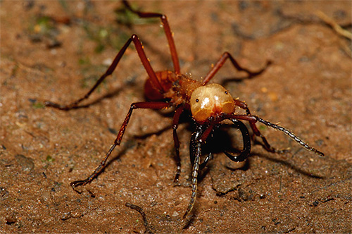 The photo shows a nomadic ant