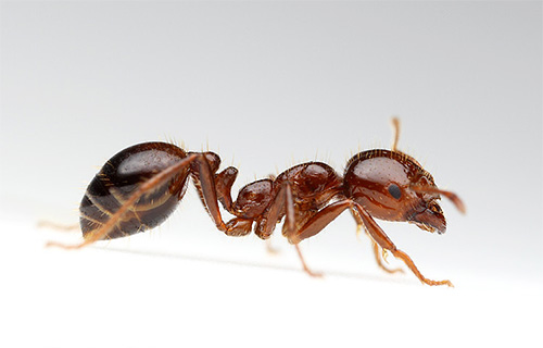A fiery red ant can sting very painfully