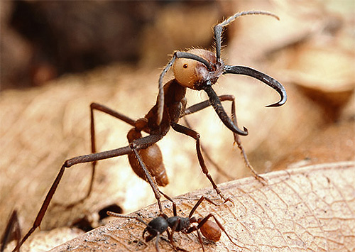 The females of the nomadic ants are huge.