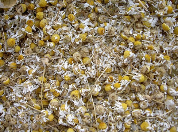 To dry the inflorescences of pyrethrum you need to spread them in a thin layer in a dark place.