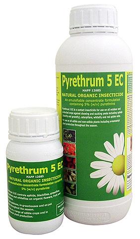 Abroad, pyrethrum powder and concentrate are used to combat bed bugs and pests of garden crops.