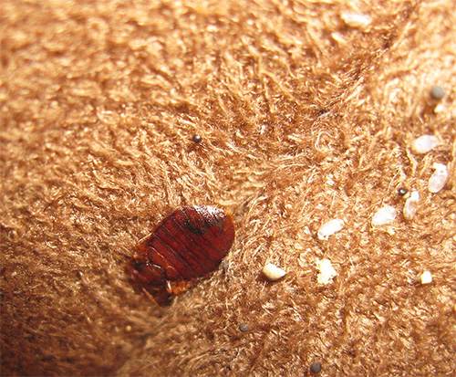 Unfortunately, the effect of pyrethrum is short and may not affect the eggs of bedbugs in secluded places.