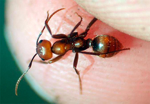 Myror kan bita ganska smärtfritt
