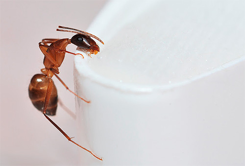 Pharanonov Ant (annars - hemma ant)