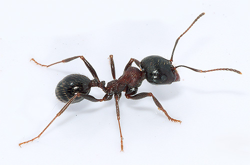 Ant reaper