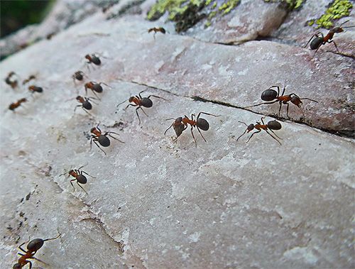 Myror på en foderväg