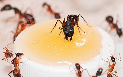 Om myrorna hittade mat i lägenheten - det här är en stark signal för att de ska besöka igen.