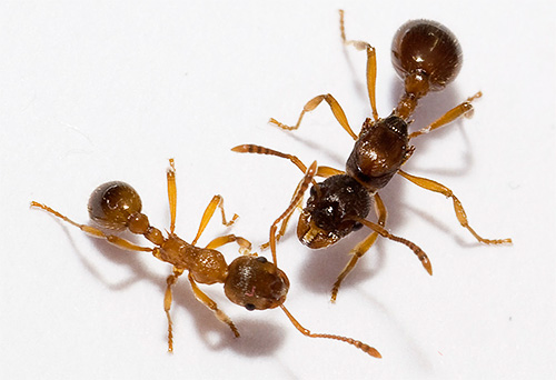 الأنواع المختلفة من النمل لها نفس الأرجل نفسها على أجسادهم.