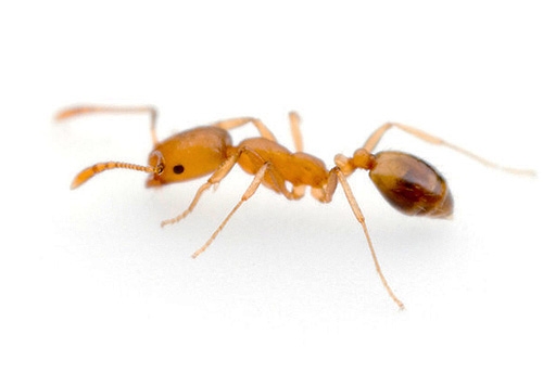 كلما كان حجم النملة أصغر ، كلما كان السطح أكثر نعومة