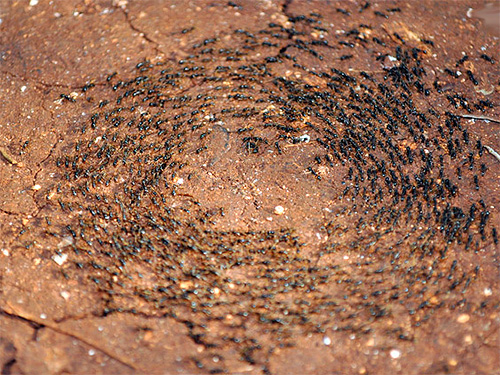 تظهر الصورة النمل يعمل في دائرة.